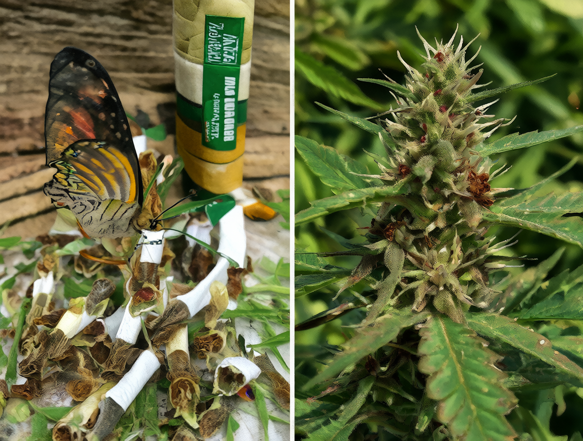 Colaboración visual entre el tabaco legal y la marihuana ilegal.