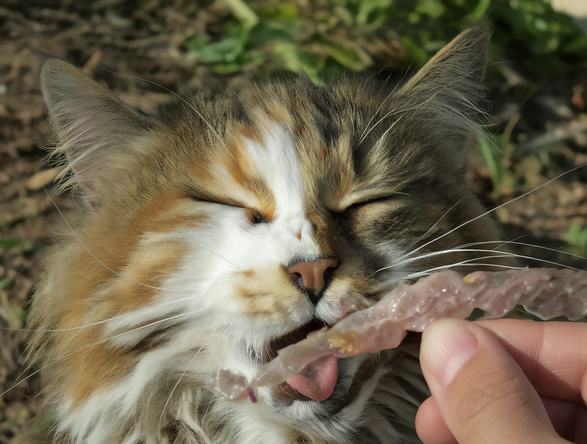 Gato haciendo gesto de estornudar para recibir premio.