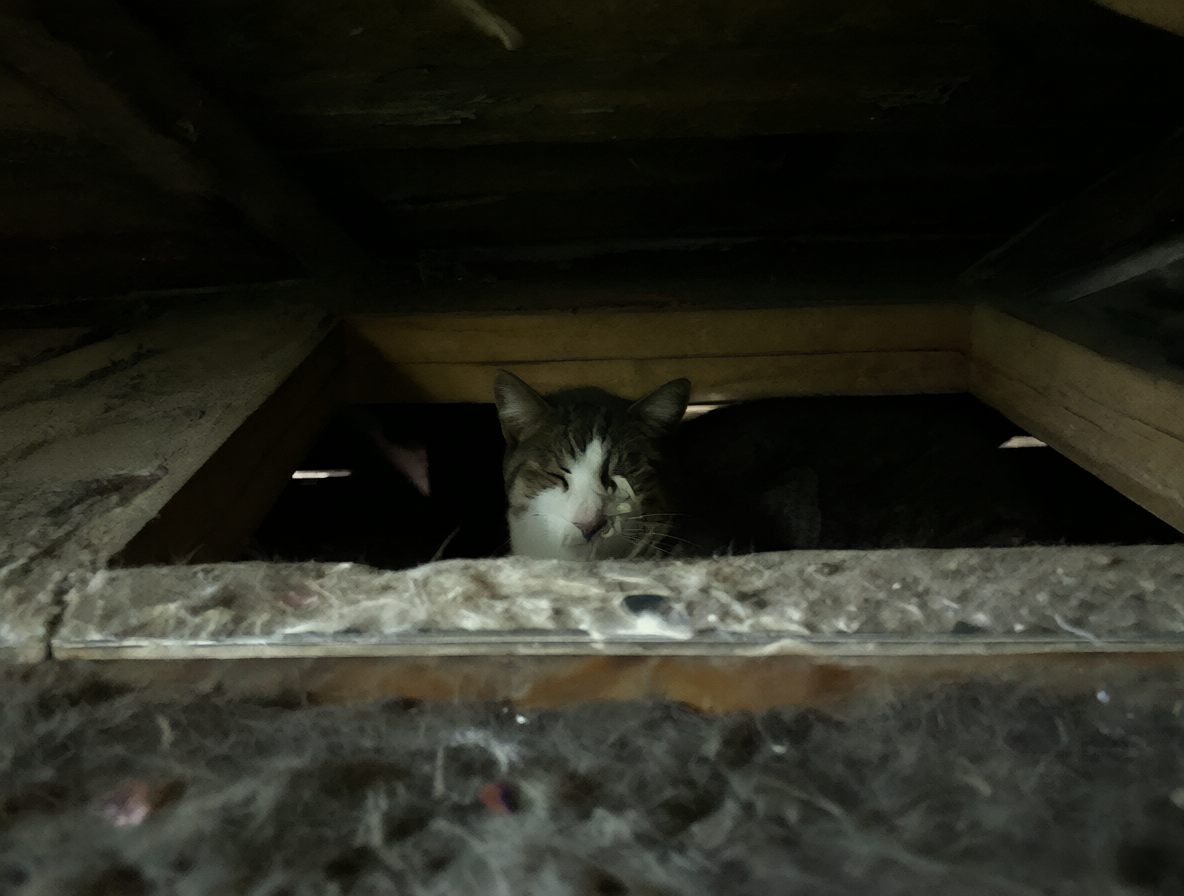 Vista del ático con un gato asustado escondido bajo el techo