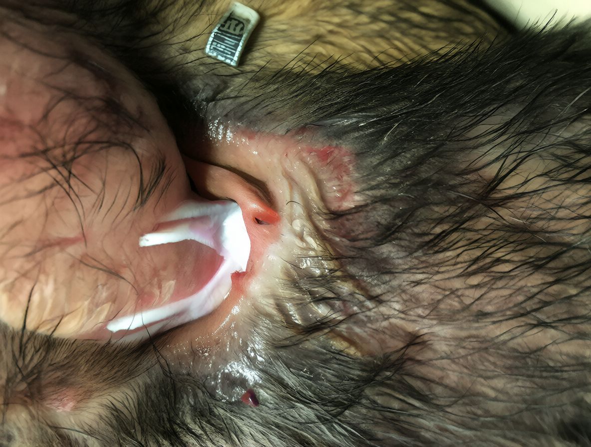 Prueba de elasticidad de la piel en un animal doméstico