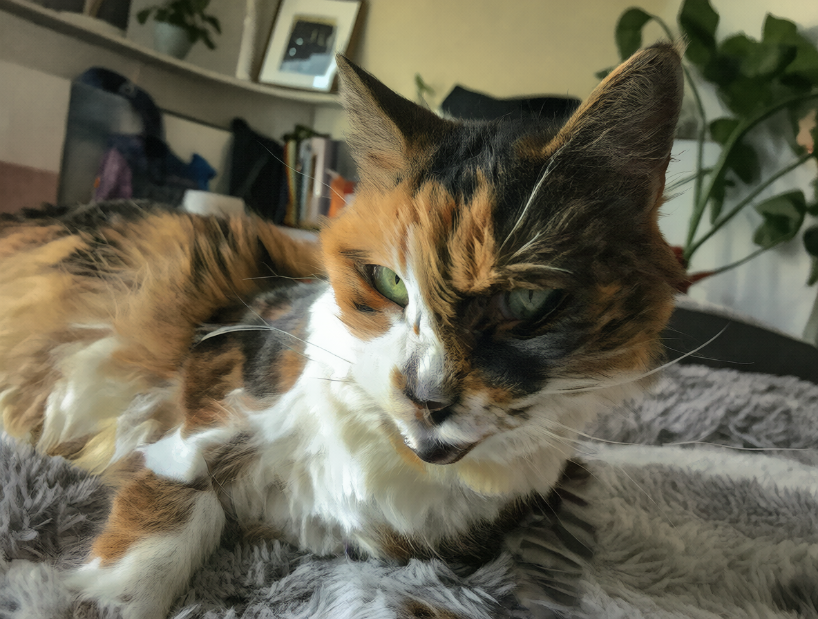 Foto de un gato doméstico con expresión preocupada tras una caída