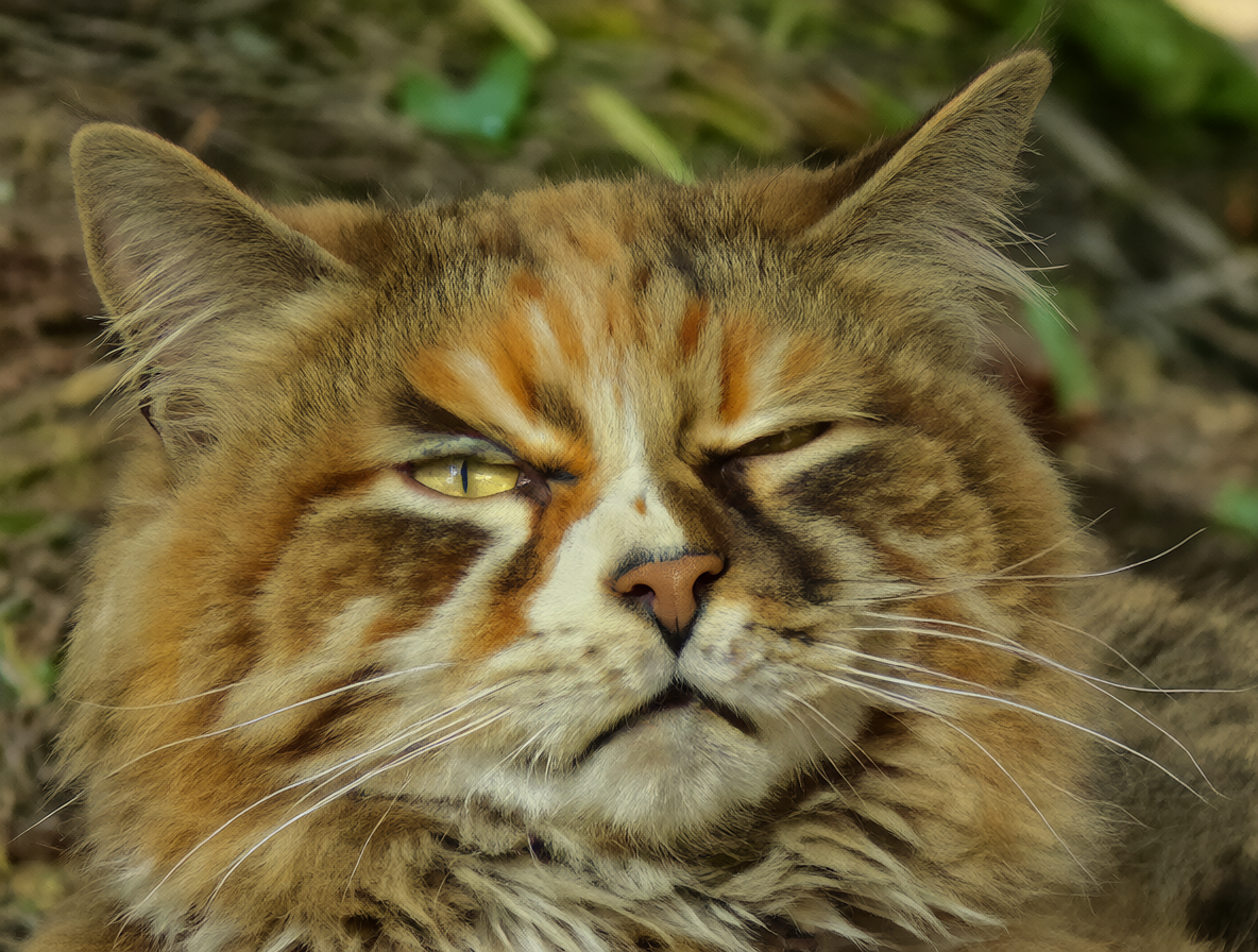 Gato naranja con patrón tabby