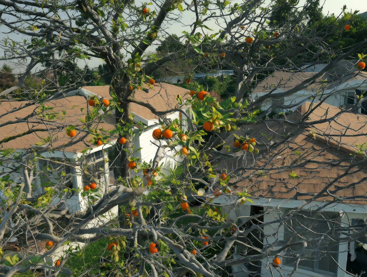 Vista aérea mostrando dos casas y un árbol cuyas ramas invaden el terreno de la propiedad vecina.