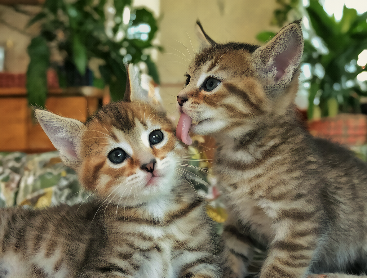 Fotografía de dos gatitos pequeños jugando y limpiándose mutuamente en una sala con luz natural.