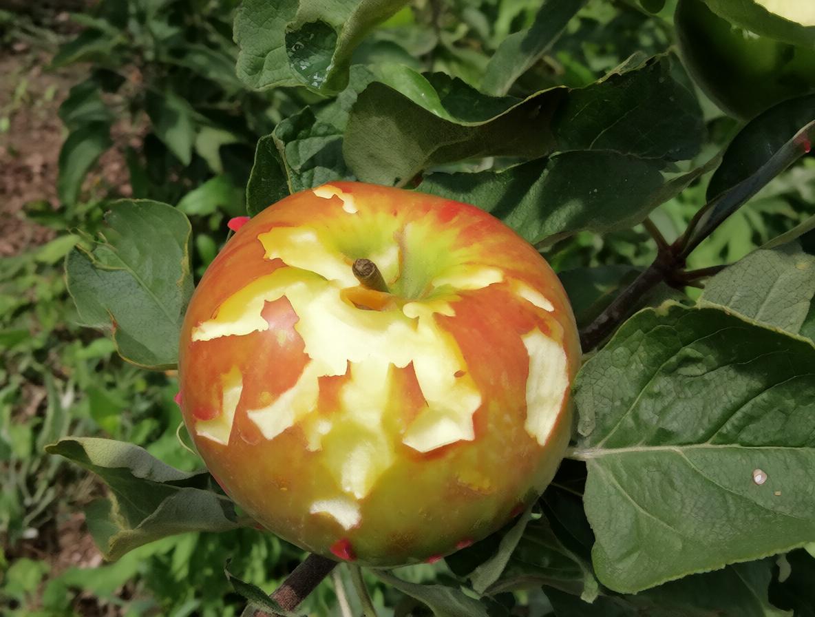 Manzana tocando utensilios sucios