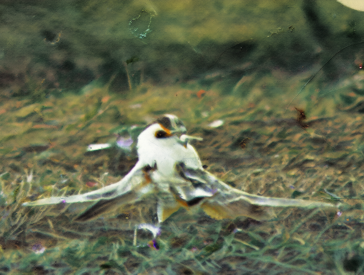 Grainy, low-resolution vintage photograph showing fading colors and texture noise.