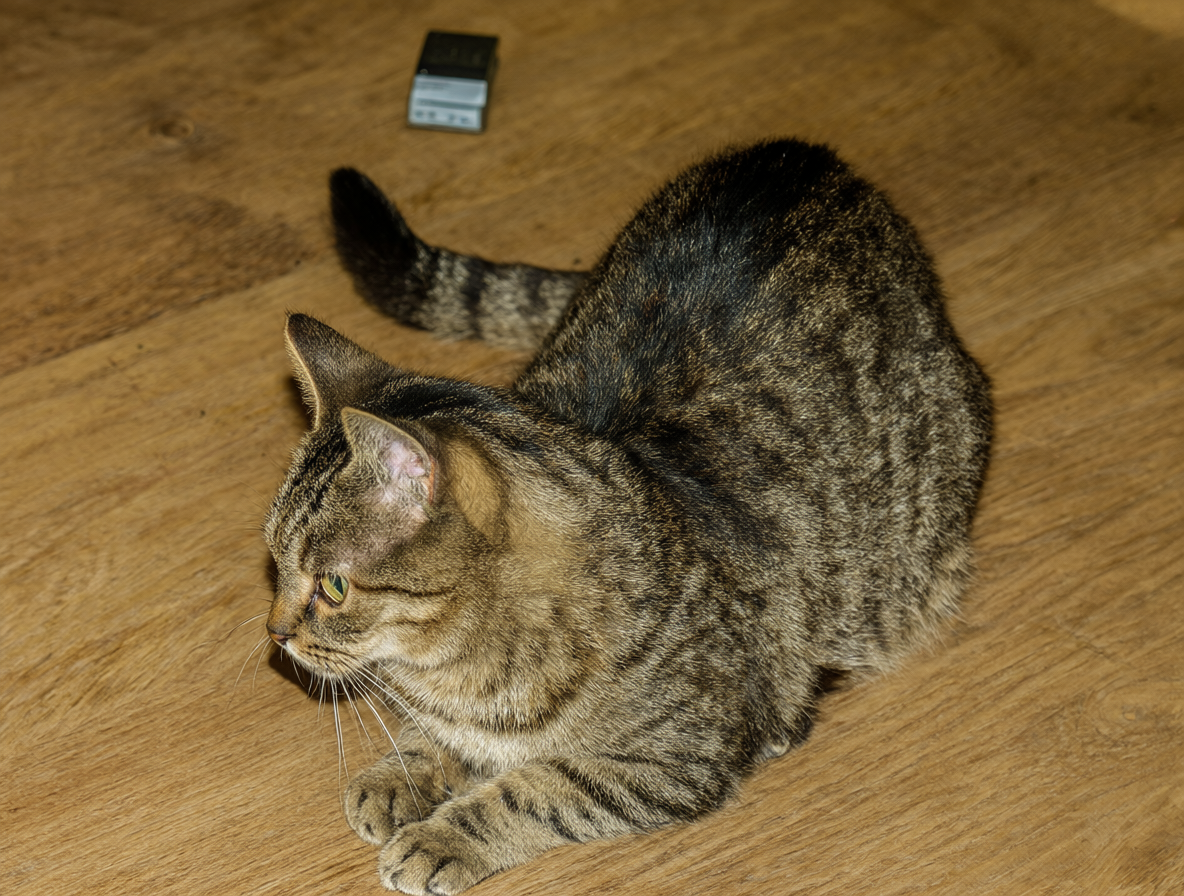 Gato atigrado inspeccionando el suelo con curiosidad.
