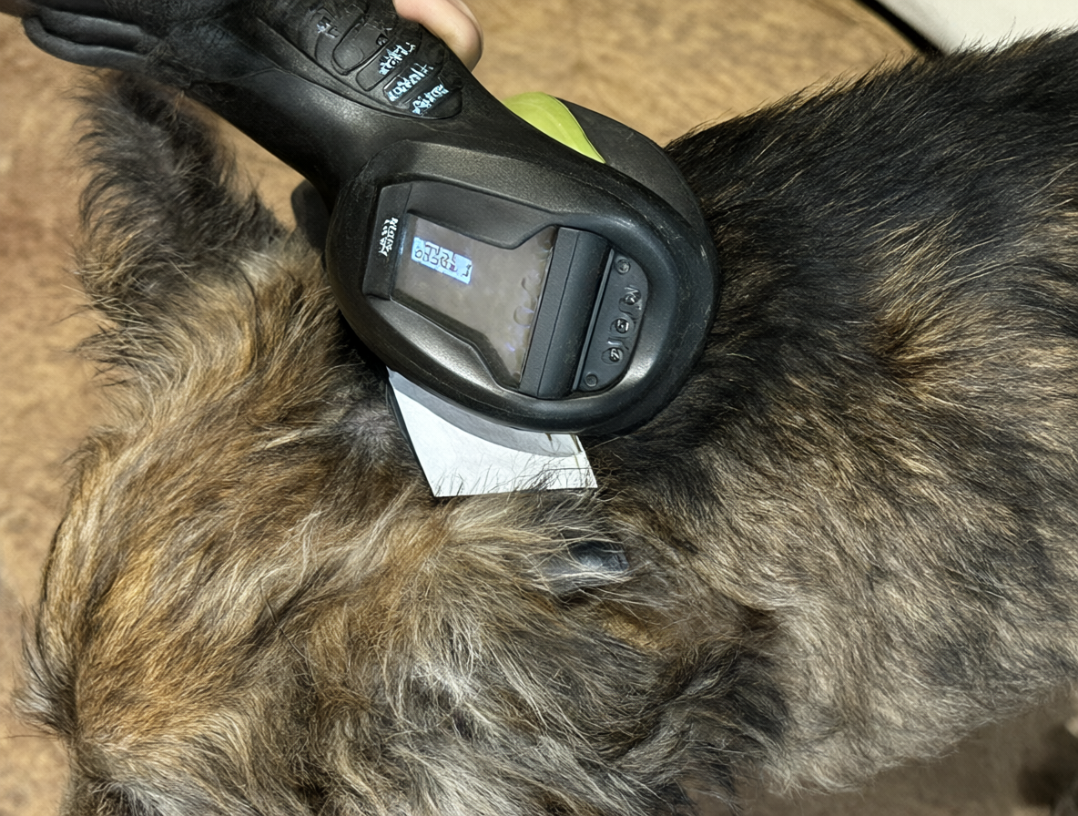 Escáner RFID pasando por el cuello de un perro para identificar su chip