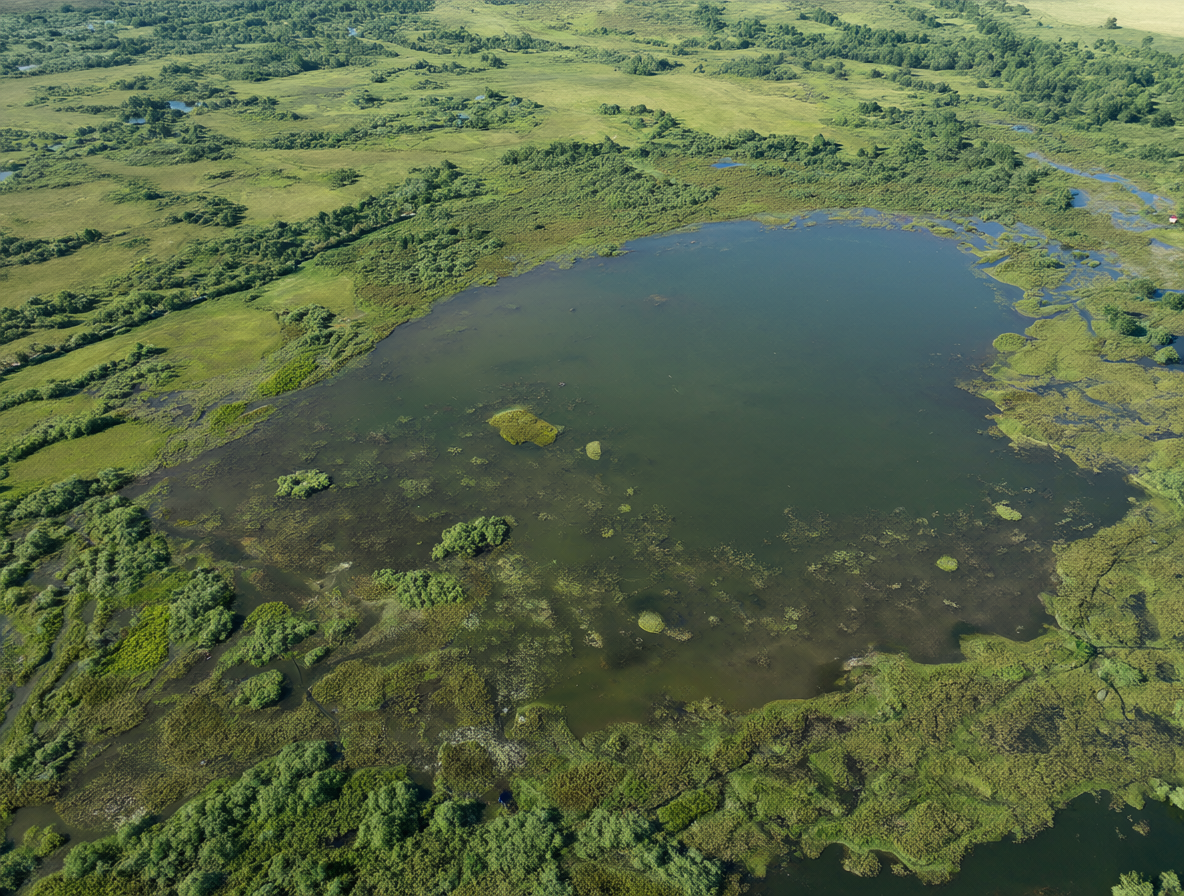 Vista aérea de castores en un humedal donde no necesitan construir represas.
