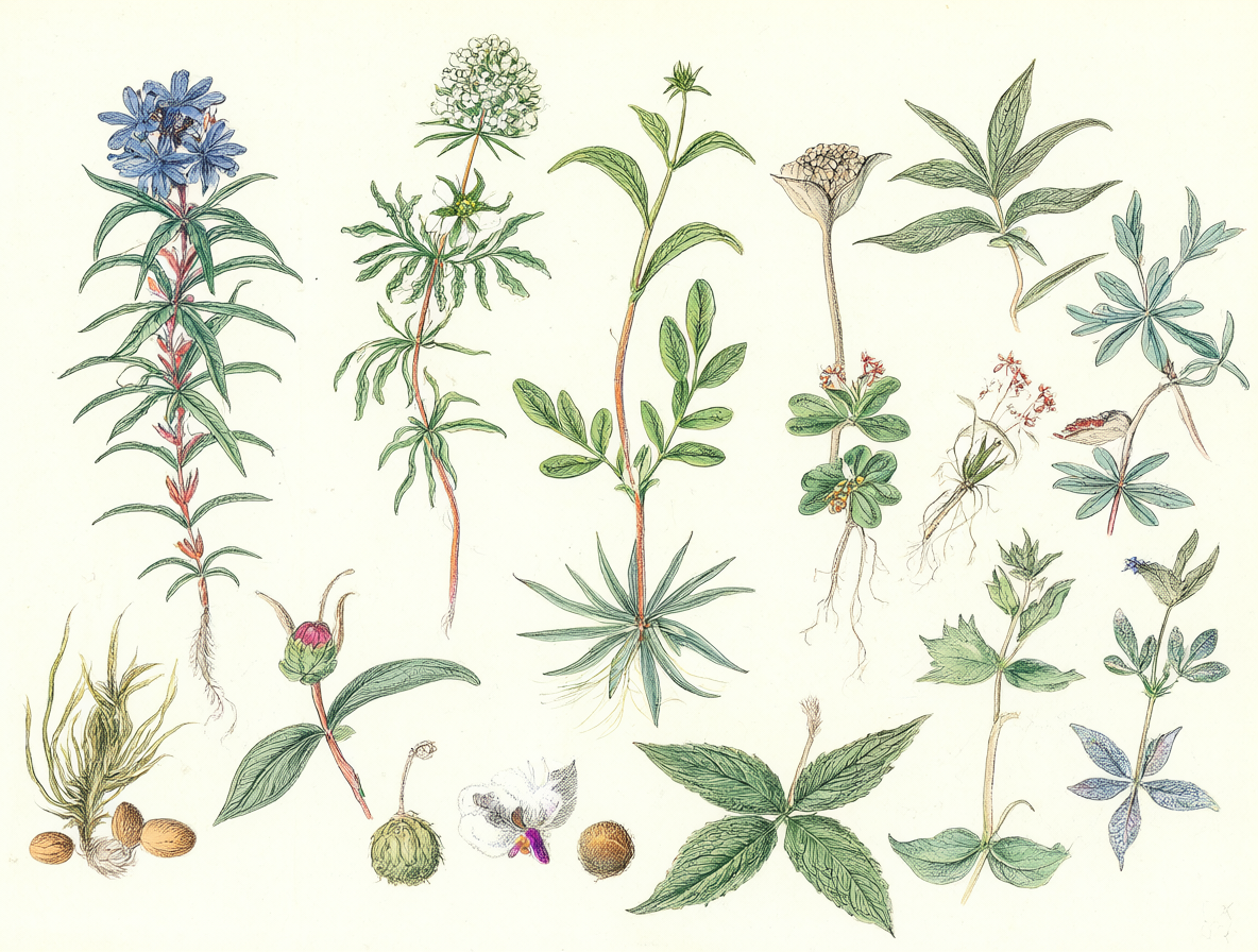 Ilustración botánica detallada de los ingredientes principales del Té Knop N.º 13.