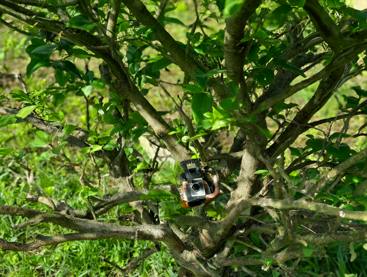 Persona usando una motosierra para cortar ramas gruesas de un arbusto.