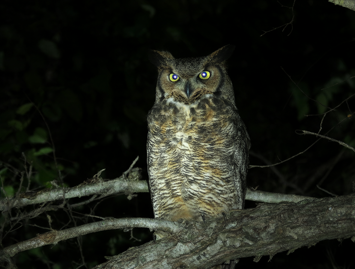 Un búho posado sobre una rama de noche con los ojos reflejando la luz lunar.