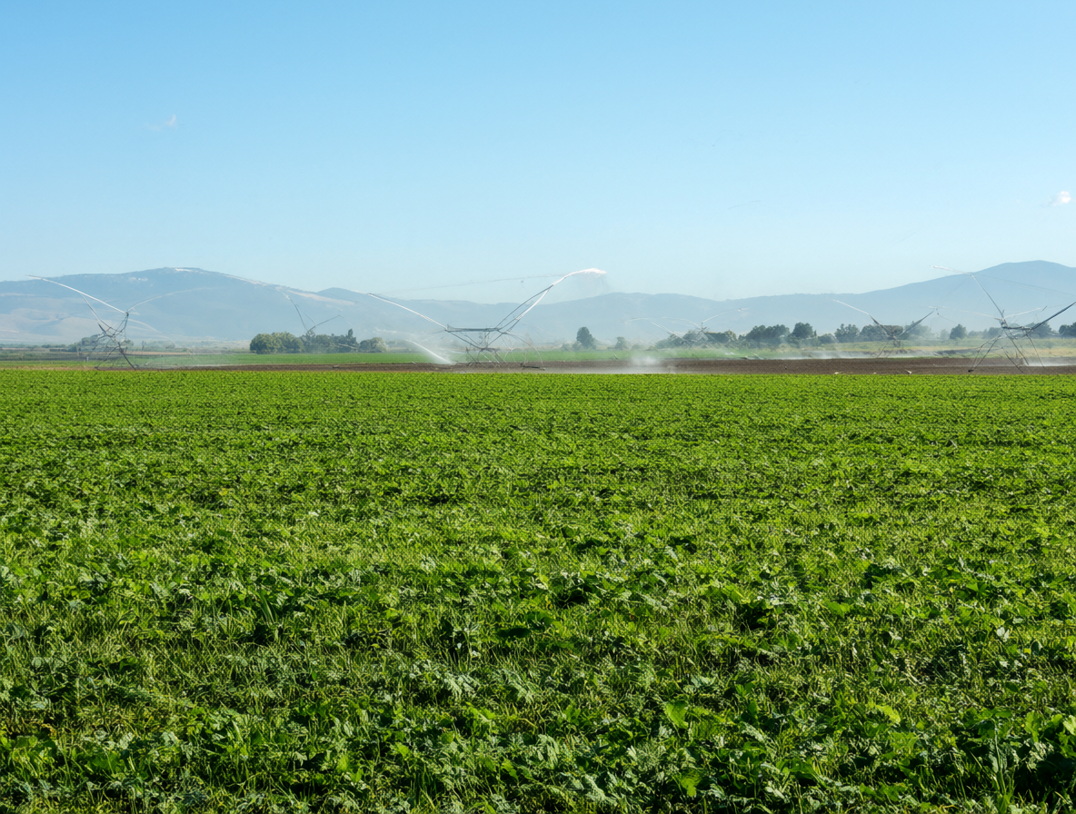 Campo agrícola con riego activo