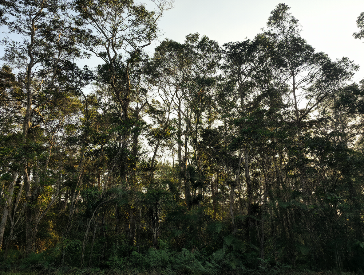 Bosque nativo denso