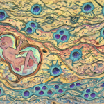 Diagram of fetal-maternal cell exchange representing natural microchimerism