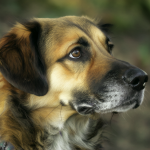 Retrato cercano de un perro mirando de reojo con la cabeza recta