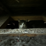 Vista del ático con un gato asustado escondido bajo el techo