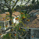Vista aérea mostrando dos casas y un árbol cuyas ramas invaden el terreno de la propiedad vecina.