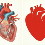 Comparativa visual entre un corazón humano y el símbolo del corazón.