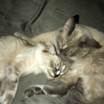 Foto de dos gatos durmiendo uno junto al otro en un sofá gris
