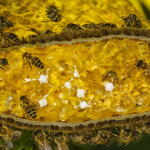 Macro shot of bees processing nectar with visible molecular breakdown of sugar