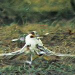 Grainy, low-resolution vintage photograph showing fading colors and texture noise.