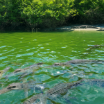Vista panorámica de un ecosistema acuático en Florida con caimanes y cocodrilos.