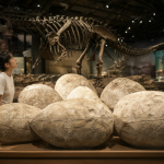 Varios huevos fósiles de dinosaurio gigantes sobre una mesa de madera en un museo, con una persona de pie a la derecha para dar escala.