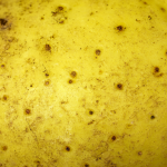 Papa amarilla con textura natural y partículas de suelo.