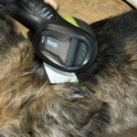 Escáner RFID pasando por el cuello de un perro para identificar su chip