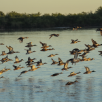 Varios patos silvestres cruzando el cielo junto a un lago