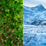 Imagen dividida mostrando un entorno tropical habitable versus el paisaje frío del sur de Chile.