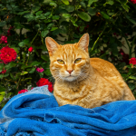 Un gato naranja sobre una polera azul rodeado de rosas