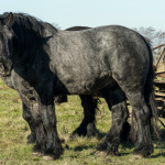 Caballo percherón de gran tamaño y temperamento tranquilo