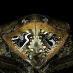 Vista detallada de una pierna de insecto mostrando estructuras dentadas que funcionan como engranajes biológicos.