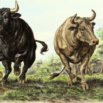 Imagen comparativa de un toro y un buey